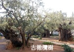 古橄欖樹